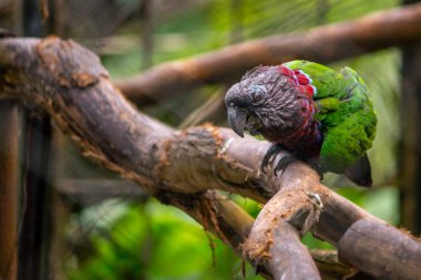 Dağlardaki ormandaki hayvanat bahçesi kafesinde yeşil papağan - Zoologico Santa Cruz