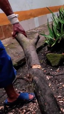 Ormandaki bir arazide ağaç kesen bir oduncu.