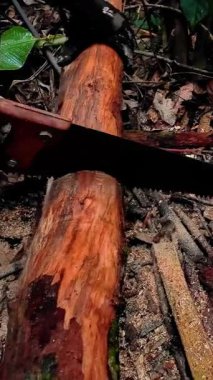 Ormandaki bir arazide ağaç kesen bir oduncu.