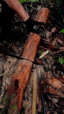 Ormandaki bir arazide ağaç kesen bir oduncu.