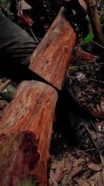 Ormandaki bir arazide ağaç kesen bir oduncu.