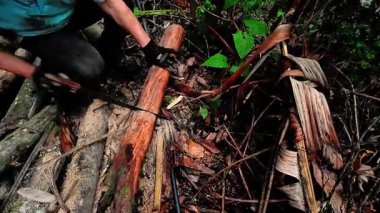 Ormandaki bir arazide ağaç kesen bir oduncu.