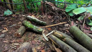 Ağaç gövdelerini kesen ya da kesen oduncu ellerinde testere tutan bir adam.