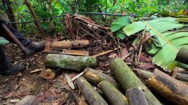 Ağaç gövdelerini kesen ya da kesen oduncu ellerinde testere tutan bir adam.