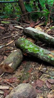 Ağaç gövdelerini kesen ya da kesen oduncu ellerinde testere tutan bir adam.