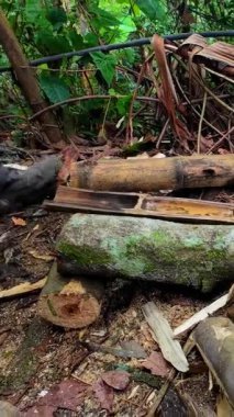 Ağaç gövdelerini kesen ya da kesen oduncu ellerinde testere tutan bir adam.