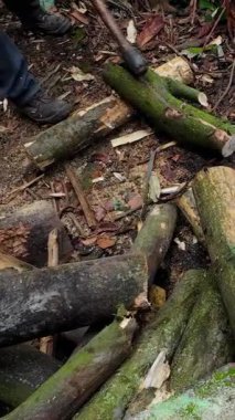 Ağaç gövdelerini kesen ya da kesen oduncu ellerinde testere tutan bir adam.