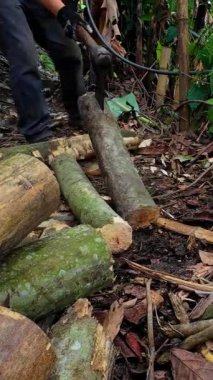 Ağaç gövdelerini kesen ya da kesen oduncu ellerinde testere tutan bir adam.