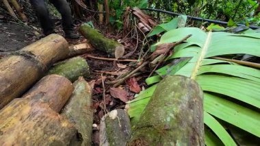 Ağaç gövdelerini kesen ya da kesen oduncu ellerinde testere tutan bir adam.