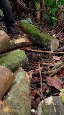 Ağaç gövdelerini kesen ya da kesen oduncu ellerinde testere tutan bir adam.