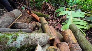 Ağaç gövdelerini kesen ya da kesen oduncu ellerinde testere tutan bir adam.
