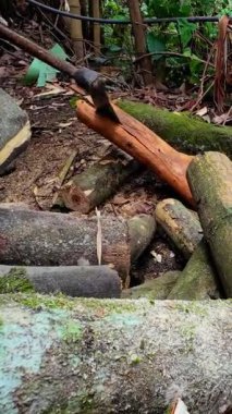 Ağaç gövdelerini kesen ya da kesen oduncu ellerinde testere tutan bir adam.