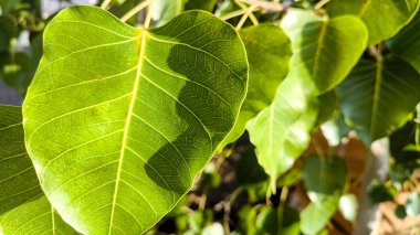 Green Bodhi Leaf Close Up with Sunlight Natural Background.