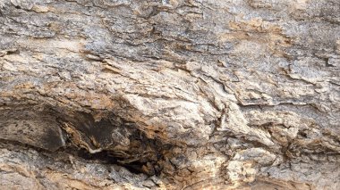 Doğal ağaç kabuğu dokusu arka plan, kaba ahşap gövde yüzey deseni