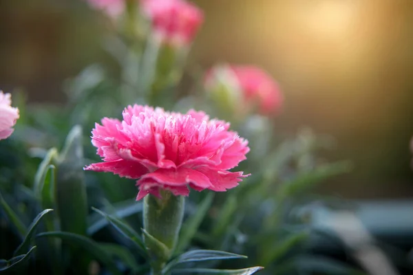 Macro shot of pink carnation flower in morning glory