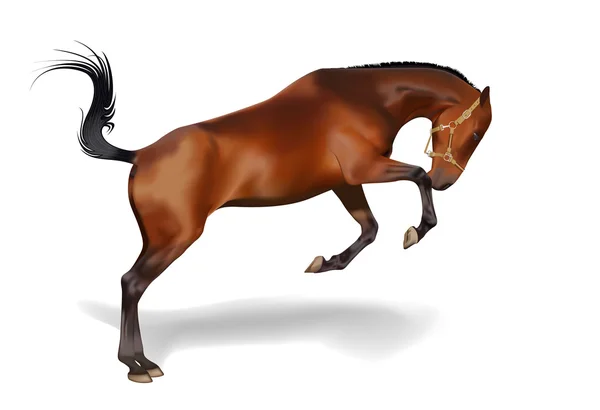 Caballo marrón sobre fondo blanco — Vector de stock