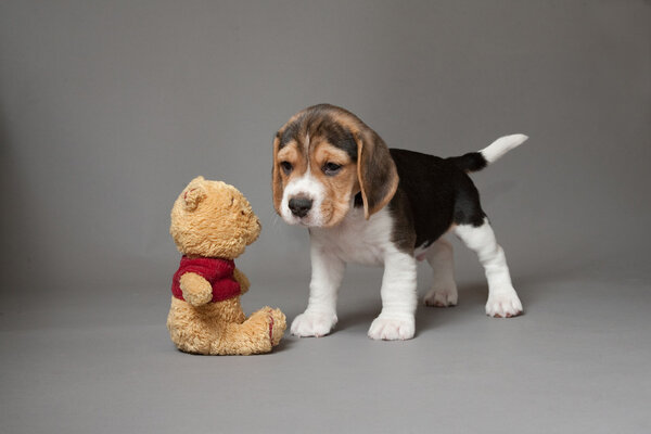 Щенок и игрушка

