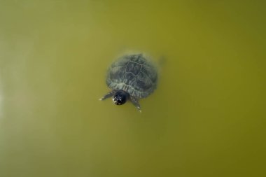 A captivating close-up of a small young turtle swimming in murky green water, its head emerging to gaze curiously.