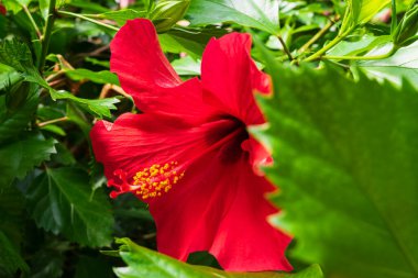 A vibrant red Hibiscus flower, a symbol of the tropics, peeking from behind a large green leaf in a lush and beautiful garden.