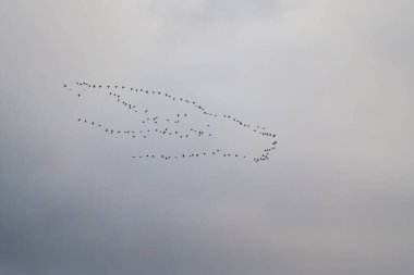 A large flock of migrating geese flying in a classic V-formation against a simple overcast sky during their autumn journey.