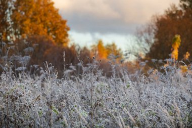 Estonya 'daki kurak kır çiçeklerinin kapladığı ilk sabah donması, arka planda altın sonbahar ağaçları....