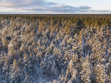 Uçsuz bucaksız Estonya Boreal Çam Ormanı 'nın Uçsuz bucaksız manzarası Karla kaplı Ağaç Tepeleri Altın Kış Günbatımında Banyo.