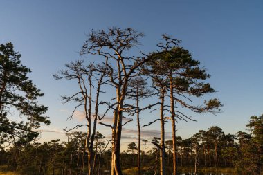 Güzel bir Estonya bataklığı manzarasında, sakin bir altın saat günbatımında karakteristik, bodur çam ağaçları.. 