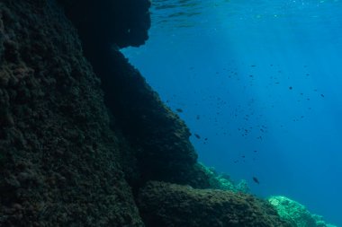 Saint-Jean-Cap-Ferrat, Fransa 'da, koyu mavi sularda alglerle kaplı bir resif duvarının yanında küçük bir balık sürüsü yüzer..