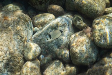 İki şeritli bir Deniz Çamuru (Diplodus vulgaris), berrak Akdeniz suyunda kayalık bir denizin üzerinde yüzer..