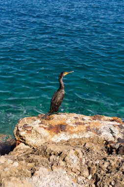 Wild Great Cormorant Standing on Textured Rock by Turquoise Blue Sea Water Waiting for Prey on Sunny Day. 
