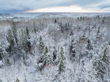 Karlı Estonya Boreal Orman manzarasının kış boyunca havadan görünüşü, dramatik bir gökyüzü altında karla kaplı ladin ve yaprak döken ağaçların karışımı..