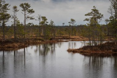 Estonya 'nın Parnu ilçesindeki karanlık su havuzlarına yansıyan küçük çam ağaçları ile Tolkuse bataklığının manzarası.