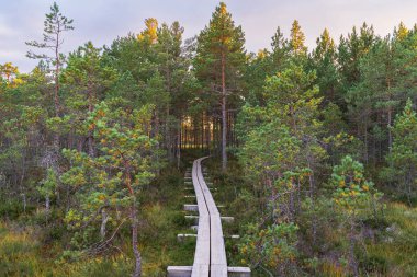 Tahta kaldırım, sık, yeşil bir Estonya bataklık ormanında günbatımında kıvrılarak mistik yabana çıkıyor..