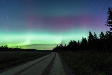 Estonya gece gökyüzünde uzak bir orman yolu üzerindeki muhteşem Aurora Borealis, canlı yeşil ve mor ışık gösterimi.
