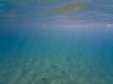 Fransa 'nın Cannes kentindeki sualtı manzarasında turkuaz Akdeniz suyunda güneş ışınlarıyla yüzen küçük bir balık sürüsü yer alıyor..