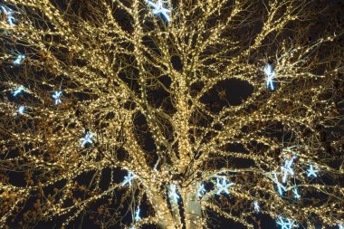 Görkemli Ağaç Dalları Altın Peri Işıkları ve Mavi Yıldız Süslemeleri ile kaplı Büyüleyici Kış Gecesi Atmosferi.