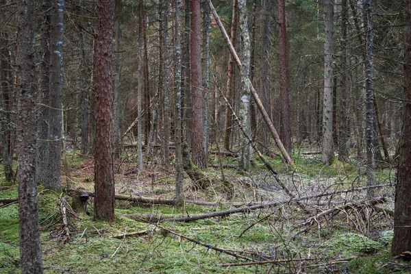 Uzun çam ve çam ağaçları, yeşil yosunlu zemin ve doğal olarak devrilmiş dalları olan el değmemiş Estonya vahşi ormanları..