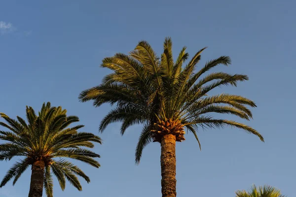 Görkemli yeşil palmiye ağaçları, tropik bir tatil beldesinde, altın saat gün batımında açık mavi gökyüzüne karşı yükseliyor..