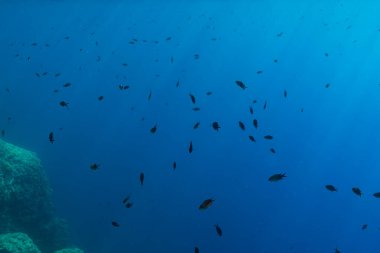 Akdeniz papatya balığı sürüsü, Fransa 'nın Riviera bölgesinde güneş ışınları altında kayalık resifin yanında berrak mavi sularda yüzüyor..