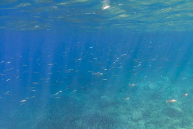 Açık mavi Akdeniz sularında yüzen küçük balık sürüsü Saint Jean Cap Ferrat yakınlarında güneş ışınları altında yüzüyor..