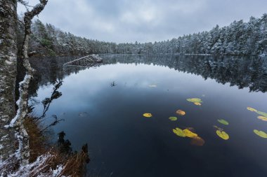Sakin Estonya gölünün manzaralı kış manzarası karla kaplı çam ormanı ve suyla kaplı sarı nilüferler..