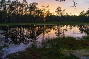Virü bataklığı gölü üzerinde altın gün batımı durgun sularda çam ağaçları yansıması, Lahemaa Ulusal Parkı 'ndaki Estonya manzarası.