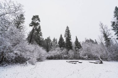 Şiddetli kar yağışı manzaralı Estonya çam ormanlarında karla kaplı ağaçlar ve beyaz tarlalar..