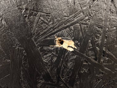 Siyah Boyalı Yapı Tahta Tahta Tahta Tahta Döşeme Dokusunda İnşaat Malzemesindeki Etki Hasarının Yakın Çekimi Detaylı.