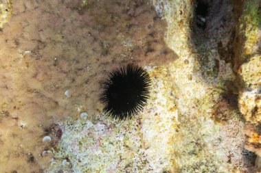 Karadeniz 'in deniz kestanesi Arbacia Lixula' nın Akdeniz 'de deniz yosunlarıyla kaplı kayalık bir deniz yatağında oturması..