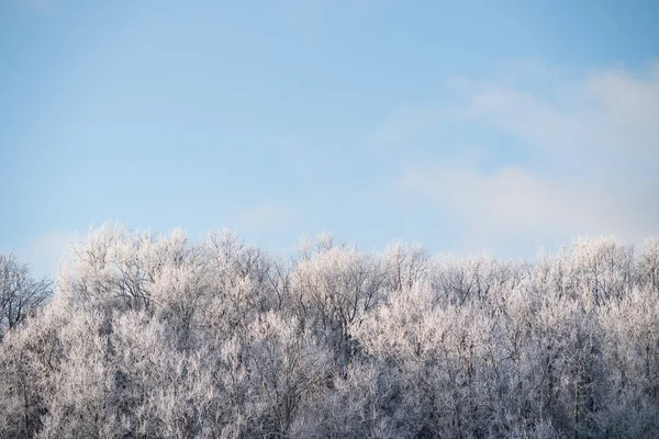 Estonya 'nın güzel kış manzarası açık mavi bir gökyüzünün altında yoğun bir orman örtüsüyle kaplıdır..