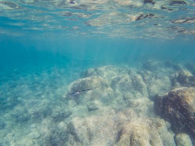 Saint-Jean-Ferrat Fransa yakınlarındaki Turkuaz Akdeniz Suyunda Yüzen Küçük Balıklı Rocky Deniz Yatağı Açık Deniz Manzarası.