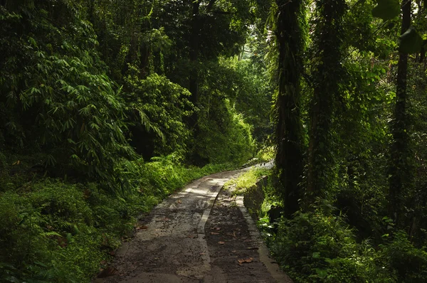 Strada nella foresta tropicale — Foto Stock
