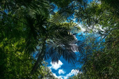 Tropikal doku görünümü