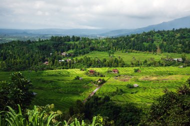 Pirinç tarlası manzarası